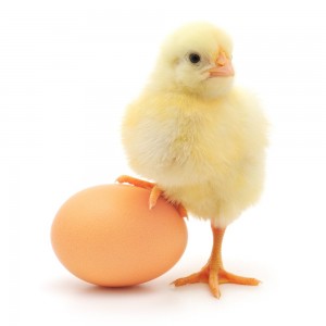 Zinktillskott kyckling och ägg